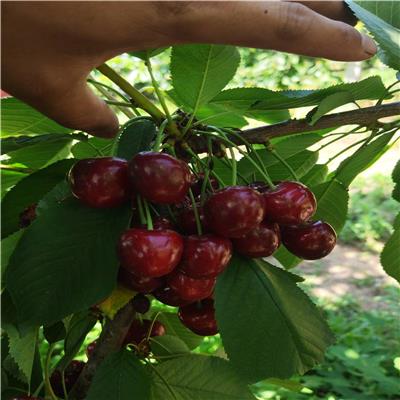 惠农农业 设施种植大樱桃树选择品种 俄罗斯八号含香樱桃苗