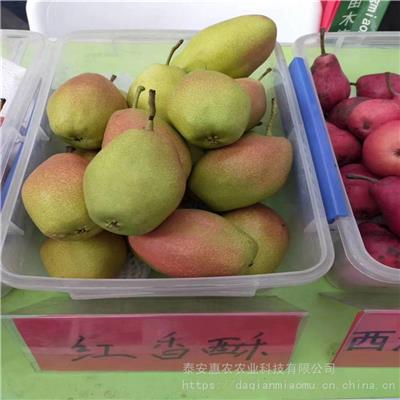 惠农农业 三年的红香酥梨树苗 杜梨根嫁接移栽成活率高果实脆甜