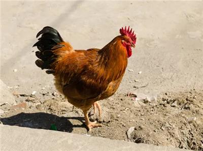 鸡脚蹬子饲养管理 鸡蹬爪长得慢如何防治 鸡快速长脚蹬子的方法