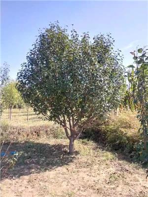 生产海棠树规格
