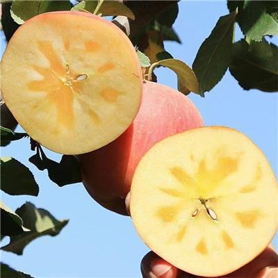 2022年新疆阿克苏心苹果批发 红富士苹果当季水果产地直发
