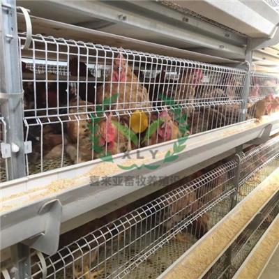 一站式养鸡设备生产厂家 加工清粪机 捡蛋机 喂料机