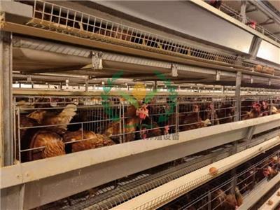 哪个鸡笼厂家质量好 鸡笼不生锈 质量好的养鸡设备