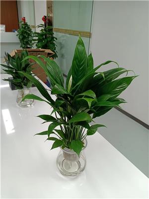 东莞植物出租 办公室绿植养护 室内绿植租摆