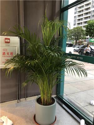 东莞东城办公室植物租赁养护 散尾葵出租 绿萝养护
