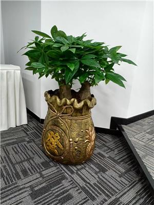 东莞南城办公室植物出租 室内绿植养护