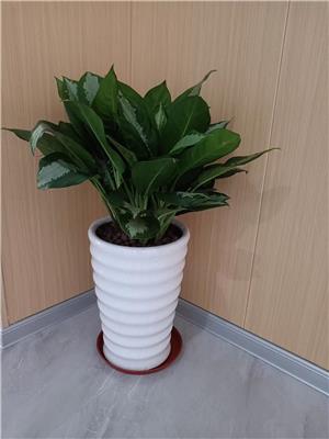 东莞室内植物出租 办公室绿植养护 发财树零售