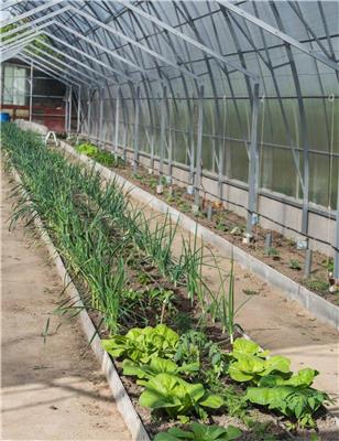 鹤岗西红柿种植冬暖智能温室大棚价格 骨架坚固钢材可用15年 鲁苗