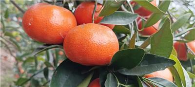 产地批发晚熟柑橘150万斤