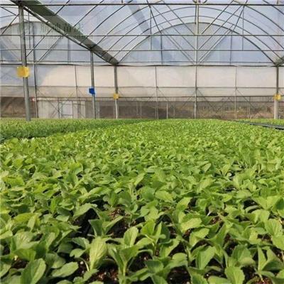 天津温室蔬菜大棚种植床 栽培育苗架 活动育苗架