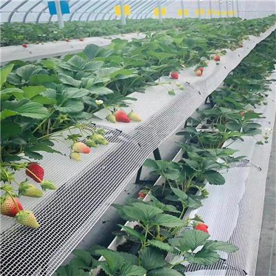大棚草莓栽培槽 塑料种植槽滤网 A字草莓架 哪些不当种植行为导致草莓死苗
