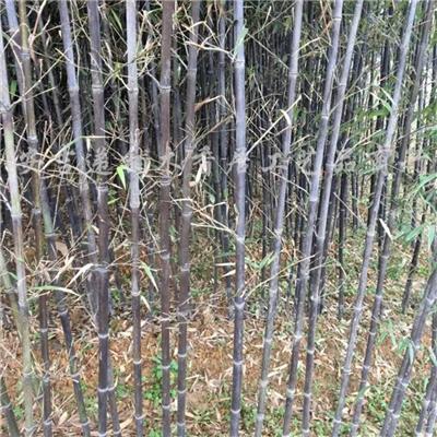 紫竹 小区庭院公园造景护坡观赏竹景区园林造景种植