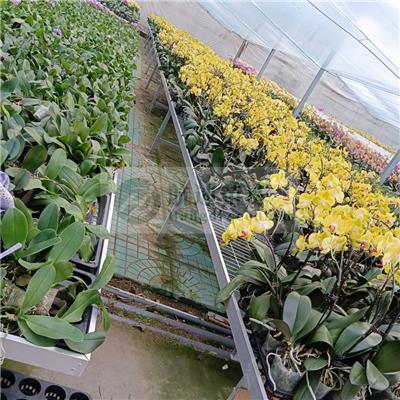 杭州温室大棚 蔬菜种植架 活动苗床 栽培育苗床