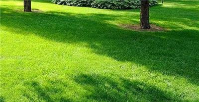佛山高明绿化草坪种植养护