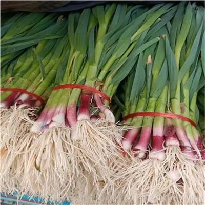 黄江镇生鲜蔬菜配送 节省时间 品种丰富 从农田到餐桌