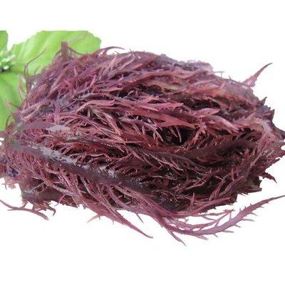 石花菜刺菜褐藻龙须菜鹿角藻麒麟菜进口报关流程
