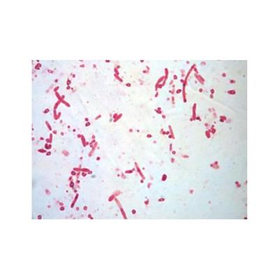 EcoBio lnc益西欧生物丁酸梭菌 吴忠丁酸梭菌