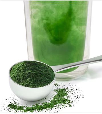 厂家批发 裸藻粉 98% 绿藻粉 裸藻提取物 裸藻蛋白 现货