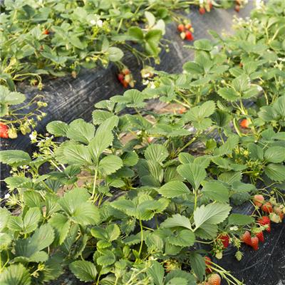 规格体积50L草莓基质草莓栽培基质苗耐储存耐运输透气性好