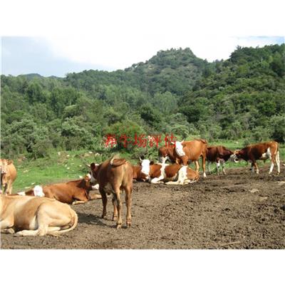 四川养牛场资产评估需要提供资料 了解养殖场的环境和社会责任