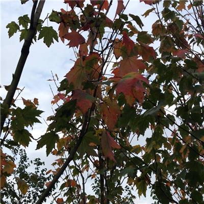 基地出售新品种红花槭宝号小区庭院公园造景行道绿化防护树