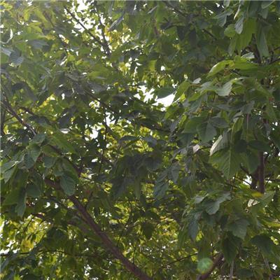 基地出售复叶槭 触感小区庭院公园造景行道绿化防护树