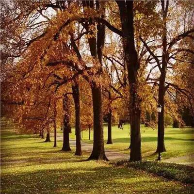 苗圃出售2-20公分白栎沼泽白橡木 造景行道绿化防护树