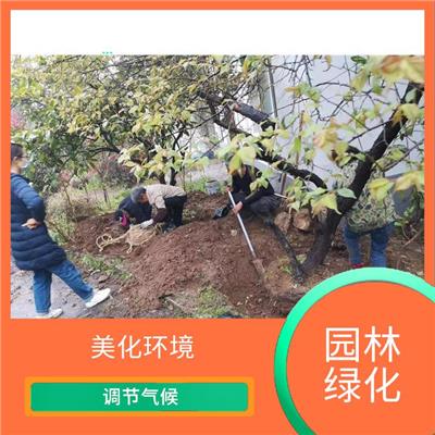 武汉**园林绿化 降低噪音污染 促进生态平衡