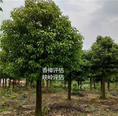 重庆永川香樟紫薇苗木价值评估