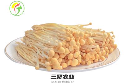 上海三聚农产品有限公司提供-黄金针菇