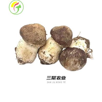上海三聚农产品有限公司提供-姬松茸