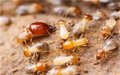 白蚁的危害及白蚁防治