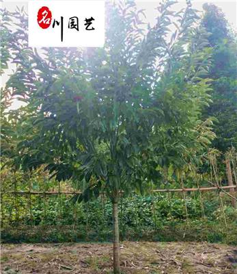 成都板栗树种植户 出售板栗树板栗苗 10公分板栗树价格