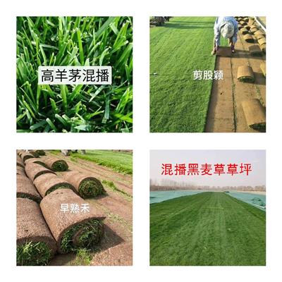 河北省鑫硕家庭农场常年供应冷季型四季青草坪草皮草籽
