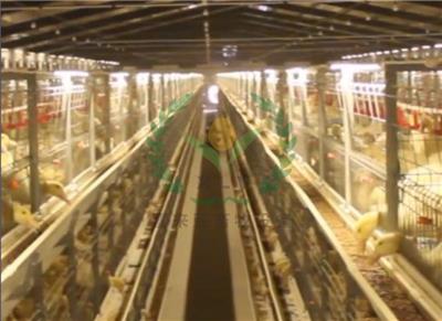 出口鸭笼产品 自动化肉鸭笼 蛋鸭笼养设备
