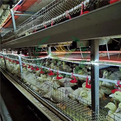 外贸鸭笼 出口养鸭设备 自动化笼养鸭子产品
