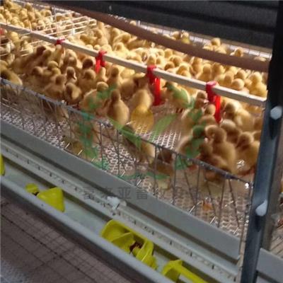 鸭子笼养技术 鸭子笼子养殖效果怎么样