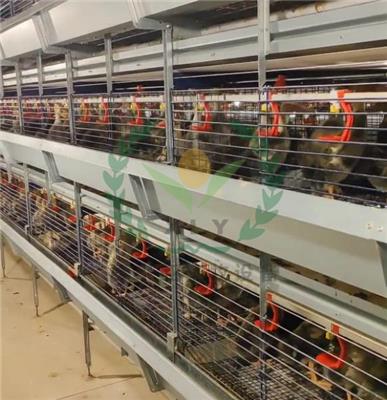 自动化养鸭设备 层叠立式蛋鸭笼生产厂家