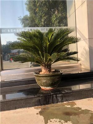 东莞南城酒店办公室绿植出租 铁树批发零售