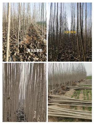 河南新乡大量提供107杨树苗,无絮杨多种速生杨