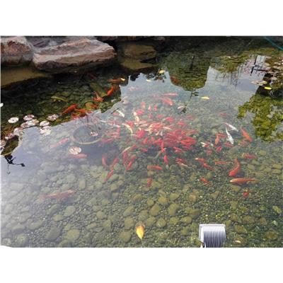 徐州水循环费用 景观鱼池水净化