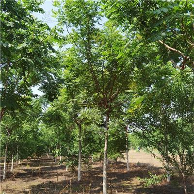 金泽苗木 市场供应 17公分栾树 规格全