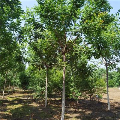 栾树基地 厂家批发 金泽苗木 质量优 园林植物