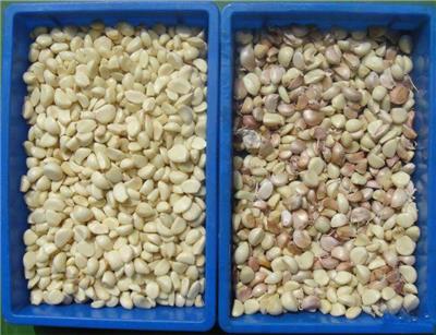 美亚泰凯生产智能一体化大蒜色选机分选蒜米干湿均可分选