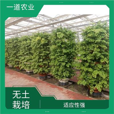 郑州无土栽培种植大棚 无土栽培温室 提高产量