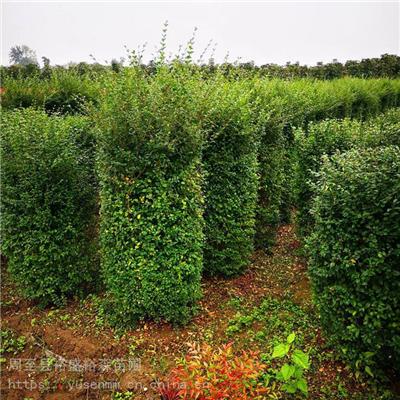 红枫高度50厘米小苗 高山黄杨苗子 围墙绿化苗木北海道