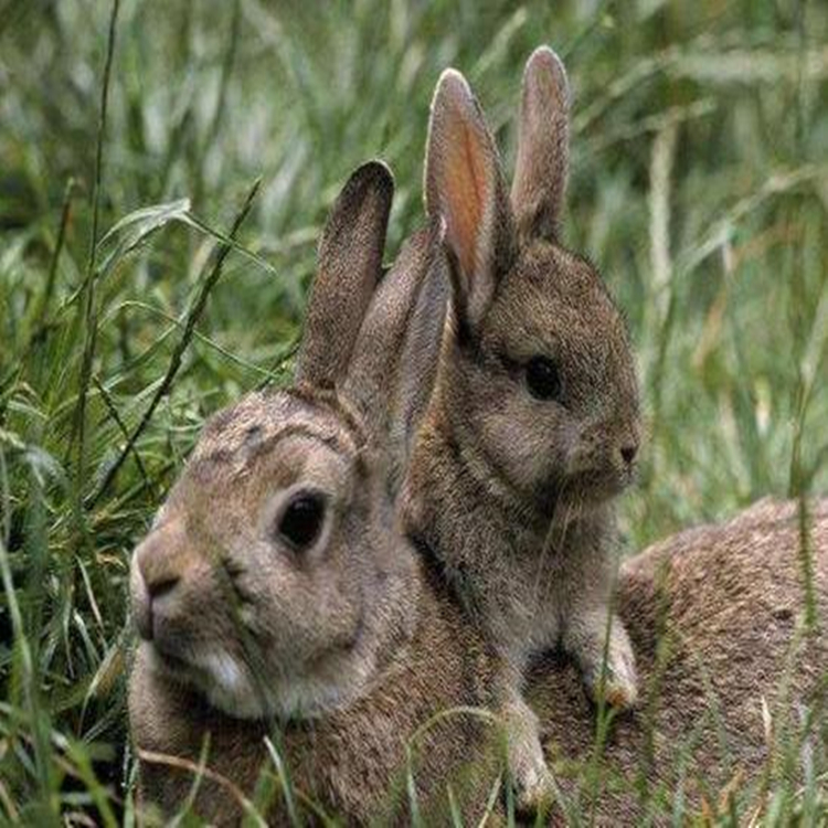 肉兔子品种大全图片介绍室内养兔子要注意什么事项如何在家养兔子