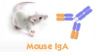 小鼠IgA