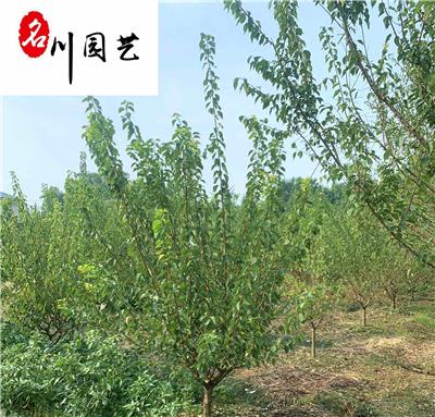 成都苗木基地直供红梅树 6-15公分红梅树低价批发 自产自销