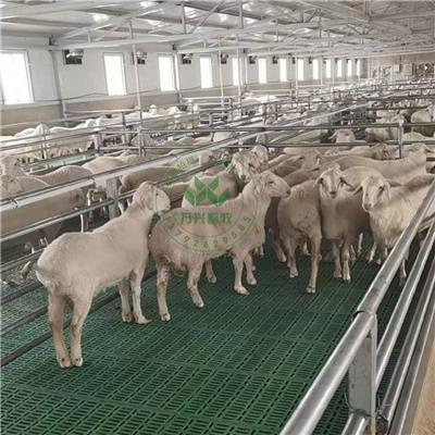 羊床价格 塑料羊床 羊床厂家